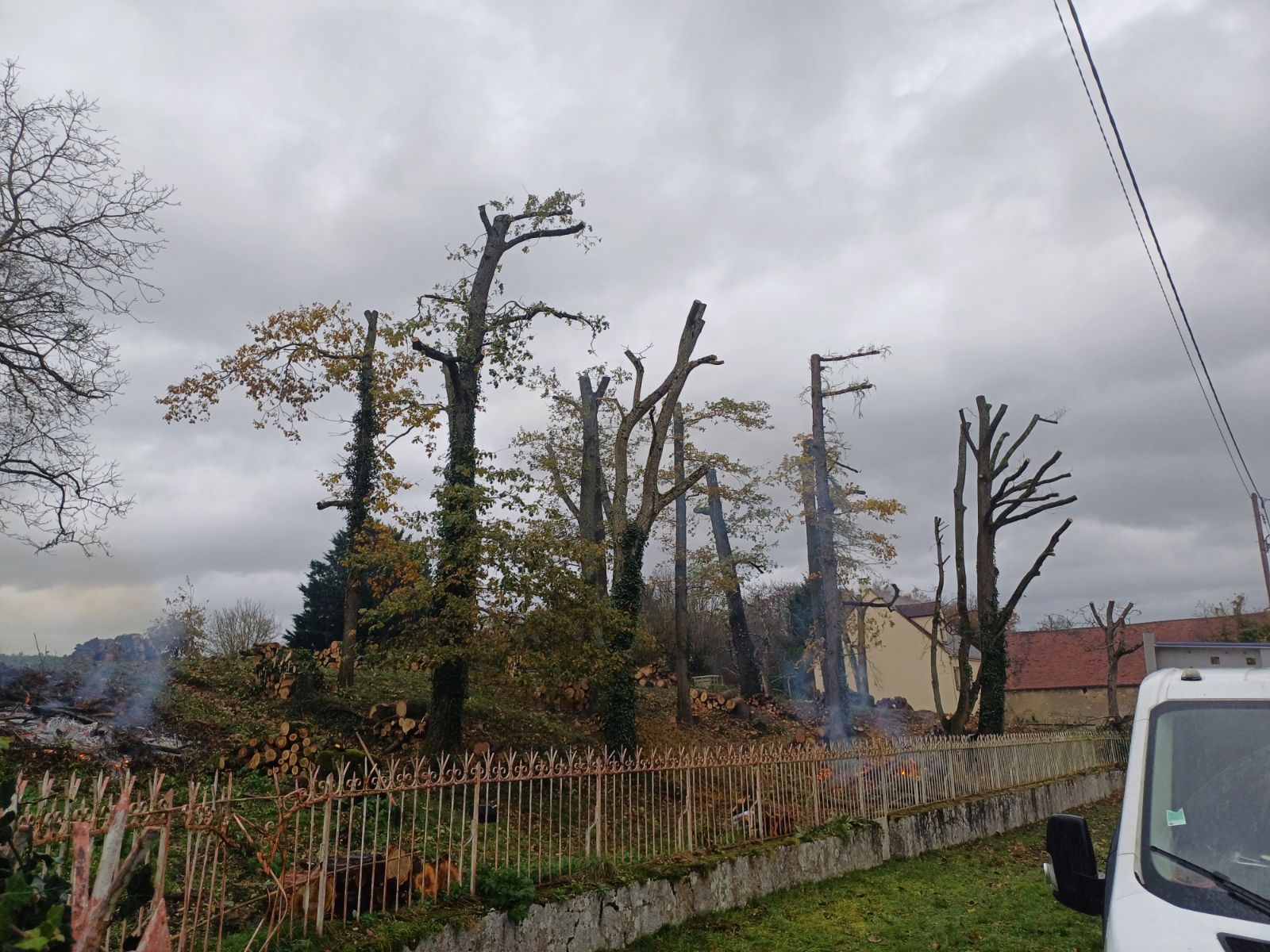 Intervention professionnelle sur un groupement d'arbres